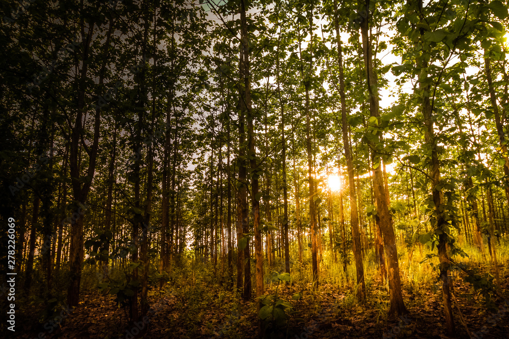 Obraz premium vertical concept in nature, mysterious forest with plenty of teak trees with amazing light during sunset