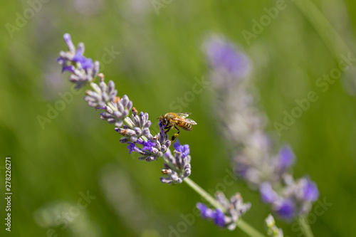 lavender flower and bee © meraleguz