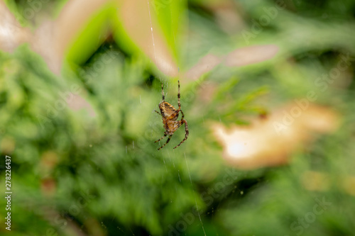 European garden spider weaves a net for hunting