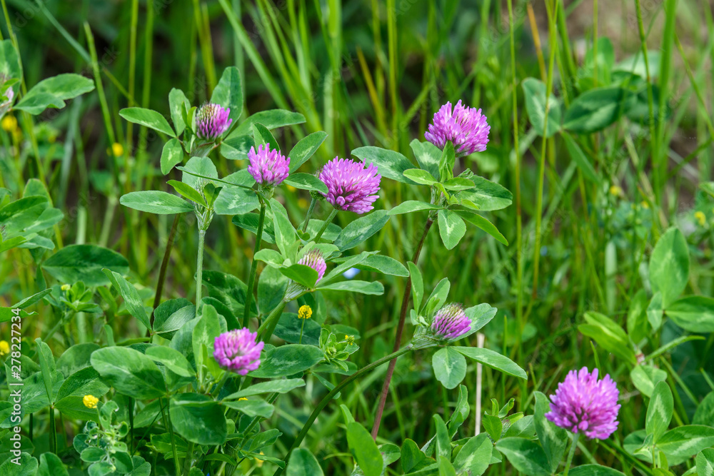 Background of fresh pink flowers and green leaves of clover or trefoil in a spring garden, close up Background of fresh pink flowers and green leaves of clover or trefoil in a spring garden, close up