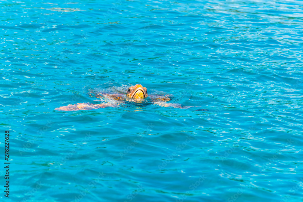 Turtle in the sea