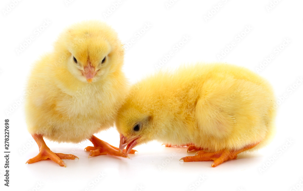 Fototapeta premium Two yellow chicken.