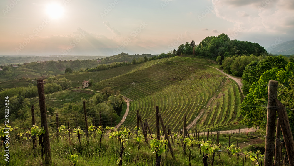 Evening storm in the vineyards