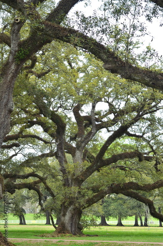 Details of  southern live oak trees (Quercus virginiana) in Louisiana USA. Beautiful park landscape design