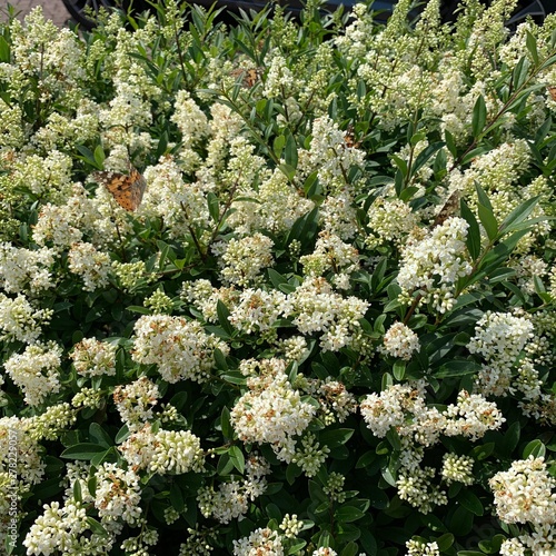 Blühende weiße Pflanzen mit Schmetterlingen