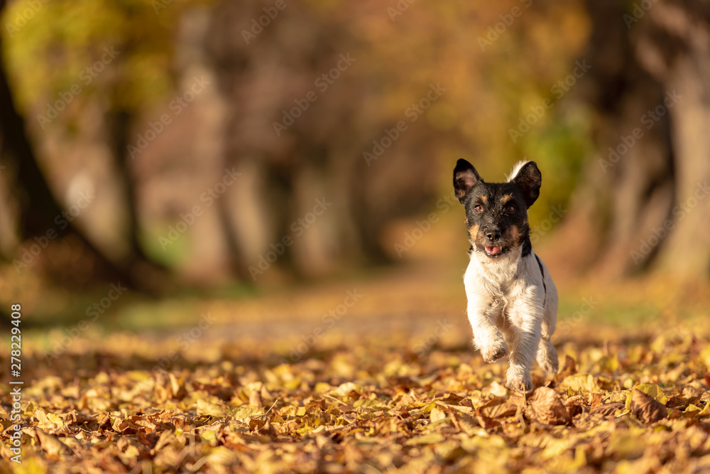 Jack Russell Terrier. Young cute dog is running fast through a tree avenue in the forest Jack Russell Terrier. Young cute dog is running fast through a tree avenue in the forest