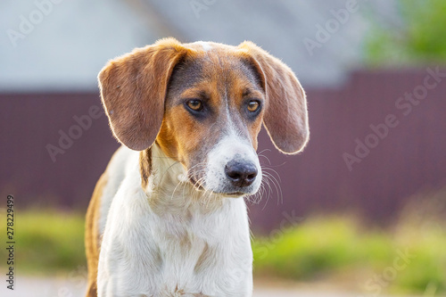 Portrait of breed dog Estonian hound with lowered ears on blurry background_ © Volodymyr