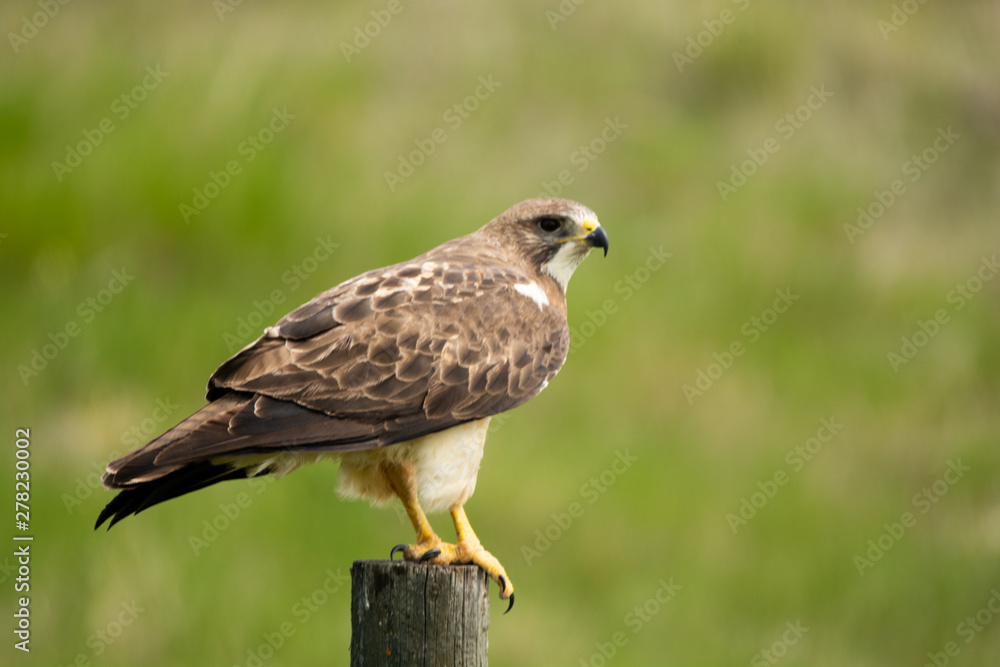 Ferruginous Hawk on a Fence Post Ferruginous Hawk on a Fence Post
