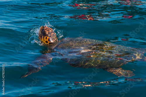 Turtle in the sea water