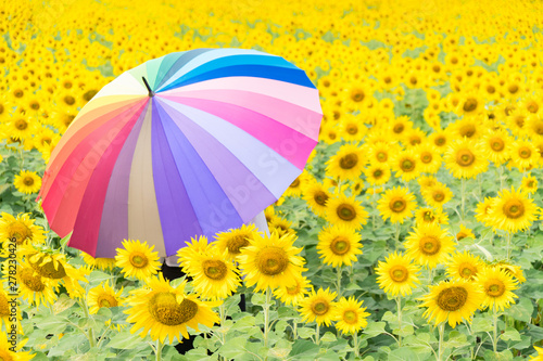 muticolor umbrella in sunflower field. photo