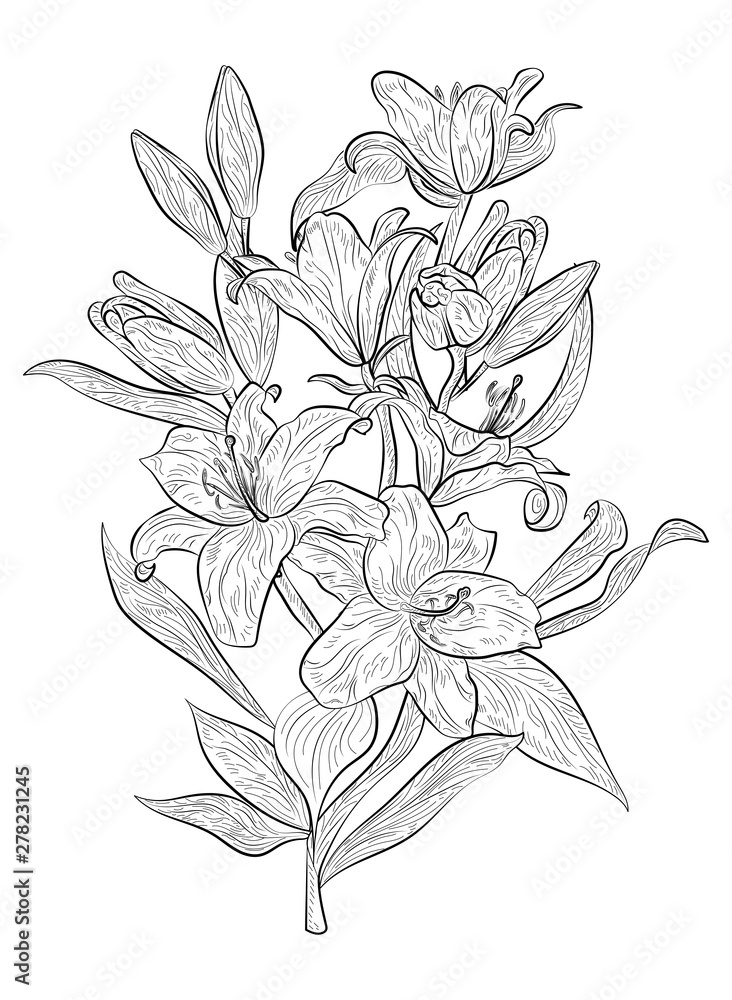 Fototapeta Flower Lily isolated. Vector illustration.