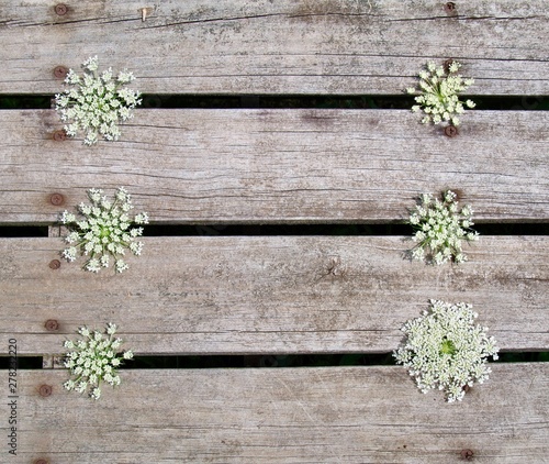 Queen Anne's Lace Flowers on Weathered Wood Background