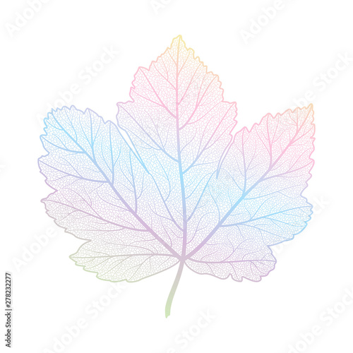 Leaf maple isolated. Vector illustration. 