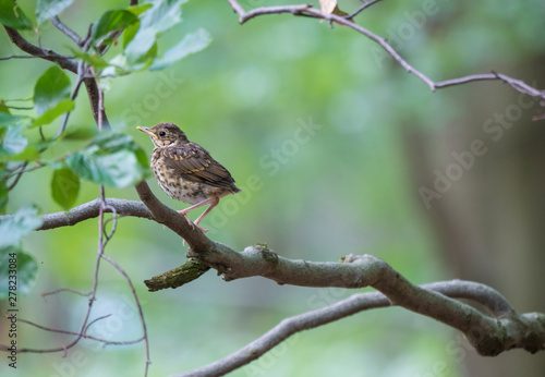 American Robin Turdus migratorius female juvenile perched on a tree branch with leaves, green bokeh background, copy space
