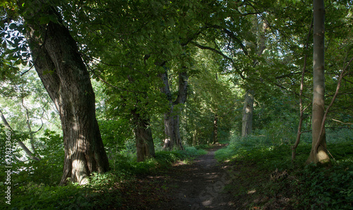 Schorssow Germany Forest