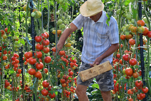 farmer to harvest tomatoes in the basket close up photo