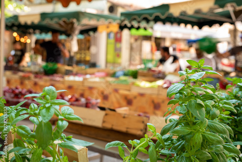 Tableau sur toile Green basil leaves at the Provencal street market
