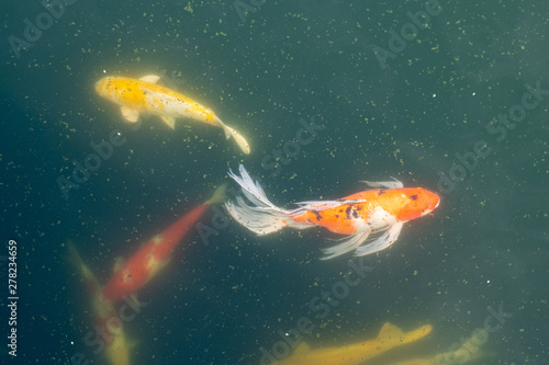 Photography Golden fish, red fish or fenced carp swimming in water pond in Guangzhou city, C
