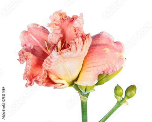 Daylily (Hemerocallis) pink flower close-up isolated on white background