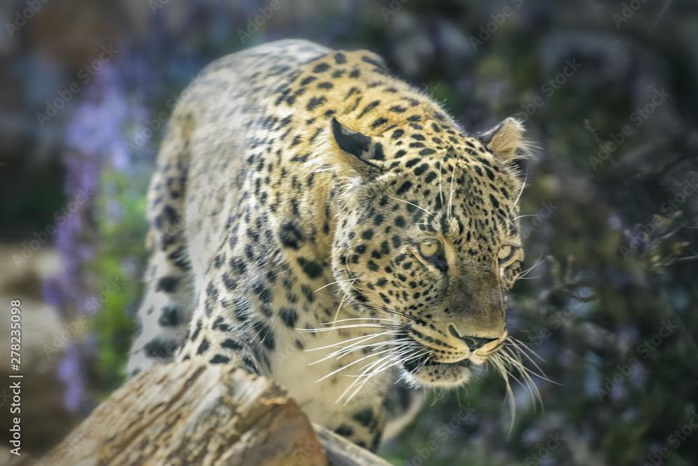 Cheetah, Acinonyx jubatus, a large cat with slender body, a small rounded head, deep chest, long thin legs and long spotted tail. Close up Portrait Cheetah, Acinonyx jubatus, a large cat with slender body, a small rounded head, deep chest, long thin legs and long spotted tail. Close up Portrait