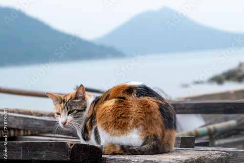 Canvas Print Ginger white cat seating on wooden desk and looking to ocean with ocean and moun