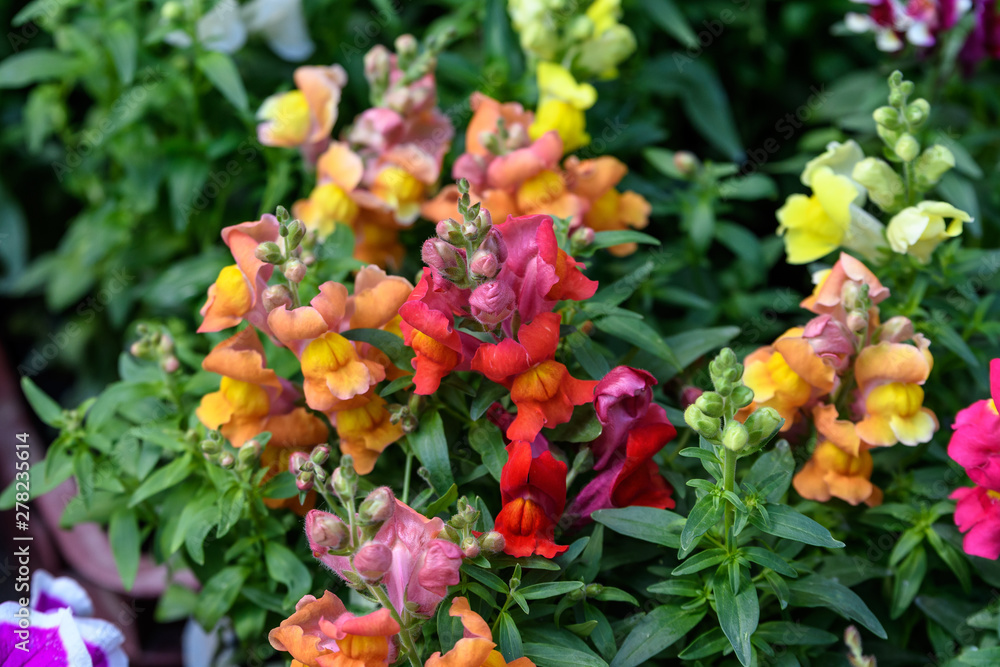 Mixed colored dragon flowers or snapdragons or Antirrhinum in a sunny spring garden, natural background