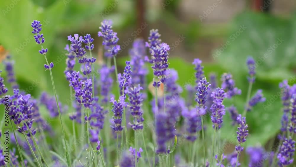Blooming Violet fragrant lavender flowers, butterfly on blooming lavender flowers Blooming Violet fragrant lavender flowers, butterfly on blooming lavender flowers
