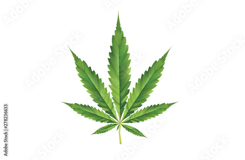 3d illustration of marijuana leaves  Thailand can treat cancer and various diseases