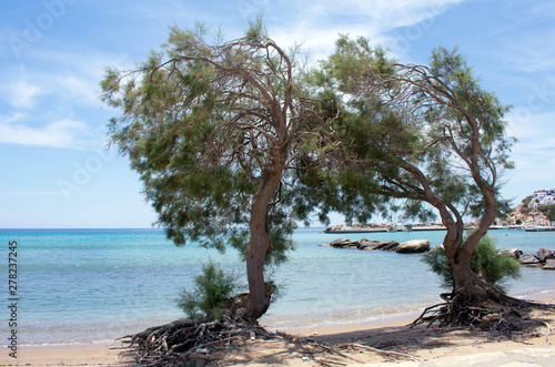 Fototapeta Naklejka Na Ścianę i Meble -  Greece, the island of Sikinos. Tamarisk trees at the port beach.  An early summers day, and the beach is quiet.