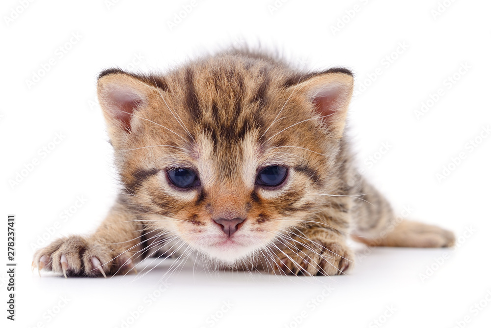 Kitten on white background.