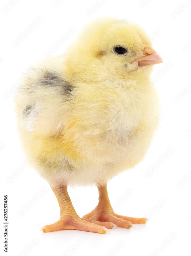 Fototapeta premium Mały żółty kurczak