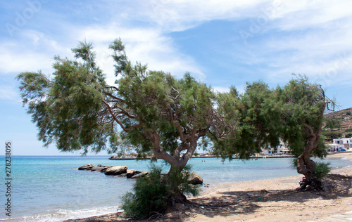 Windswept trees at a beach on the Greek island of Sikinos. The port beach on a summers day on this quiet and beautiful island. © John