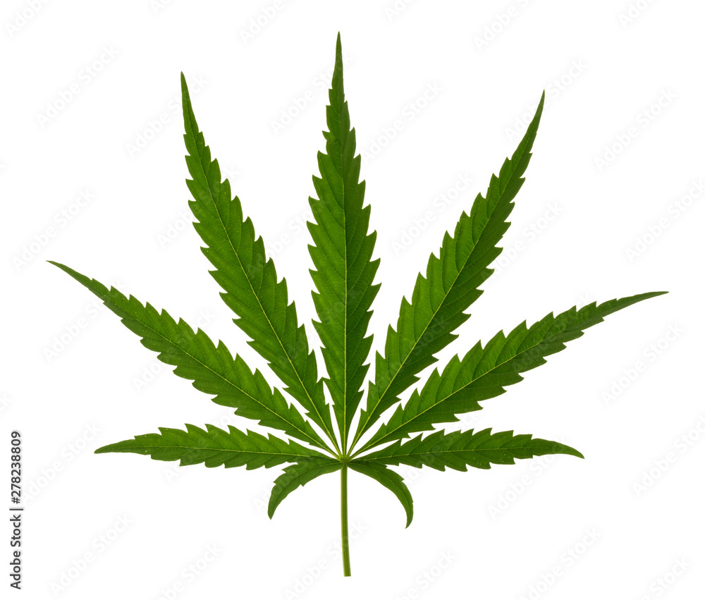 Marijuana leaf isolated on white without shadow Marijuana leaf isolated on white without shadow