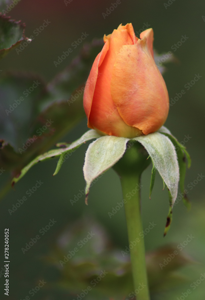 Orange bloom roses photo Orange bloom roses photo