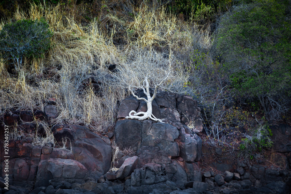 a tree with a white exposed roots grows on a cliff in Australia a tree with a white exposed roots grows on a cliff in Australia