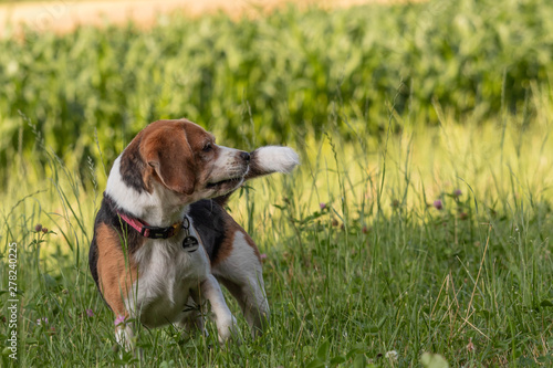 Happy beagle. Dog looking away outdoors.