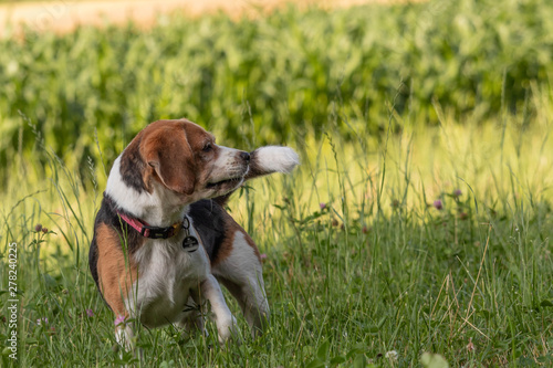Happy beagle. Dog looking away outdoors.
