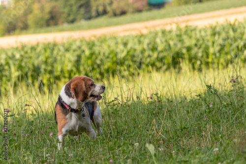 Happy beagle. Dog looking away outdoors.