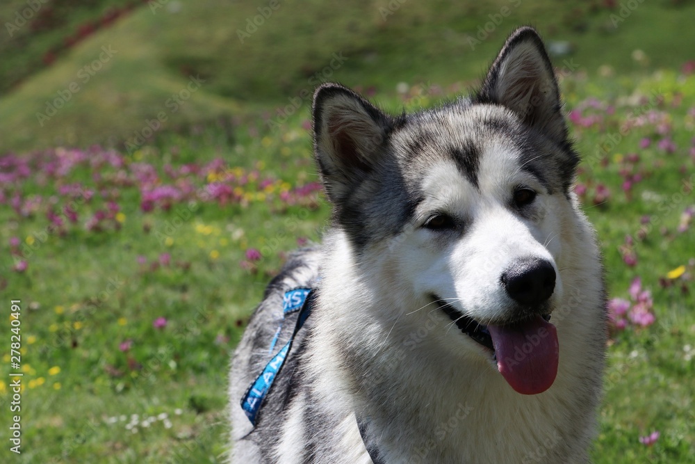 Alaskan Malamute