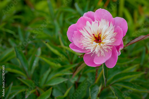 Pink Flower