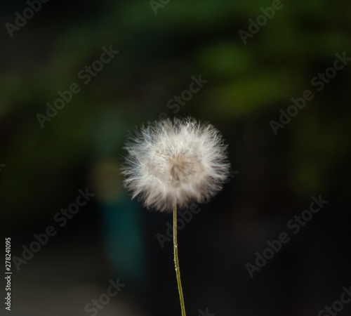 Dandelion