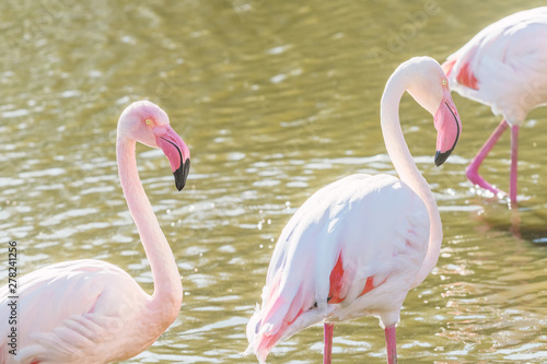 Two pink flamingos walking in the water  in natural environment