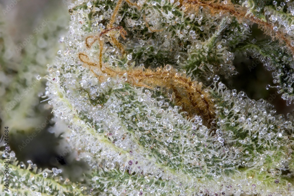 Makro Cannabisblüten mit Trichomen