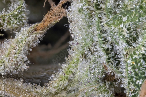 Fotografi Makro Cannabisblüten mit Trichomen
