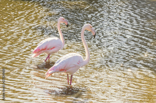 Two pink flamingos walking in the water  in natural environment
