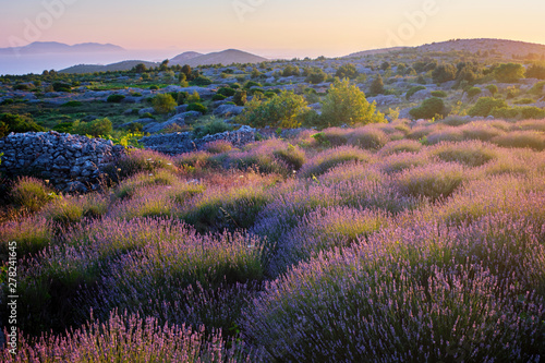 Lavender field on Hvar island in sunshine, Croatia