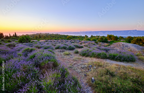 Bild auf Leinwand Lavender field on Hvar island at sunset, Croatia