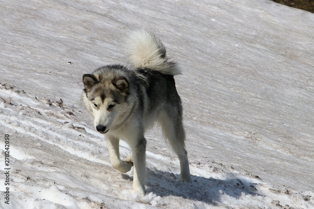 Fototapeta premium Alaskan Malamute