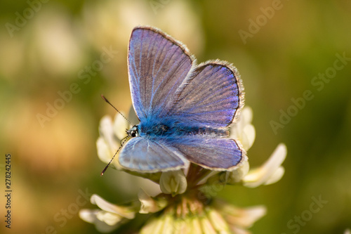 Blue butterfly on a wildflower in a grass at summer © Milan