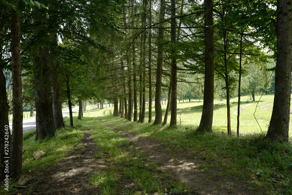 Obraz premium row of trees along car path